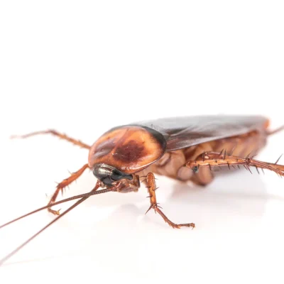 living-creepy-hygiene-pesticide-disease